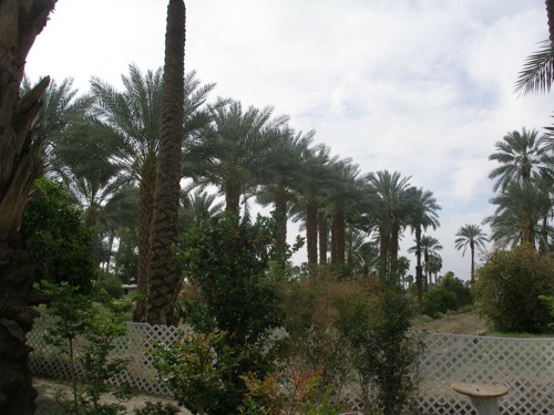 Shields Date Gardens Prolific Palm Trees Yield Sweet Products