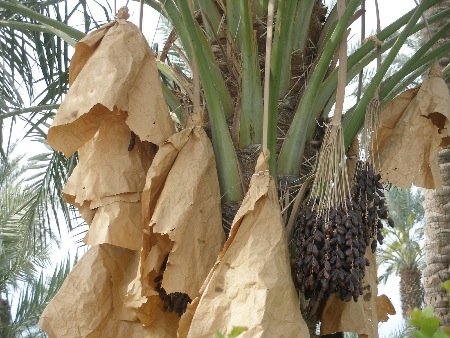 dates palm. towering date palm groves.