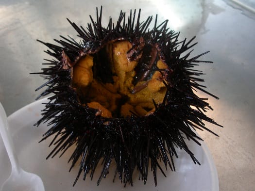 quality-seafood-uni quality-seafood-uni