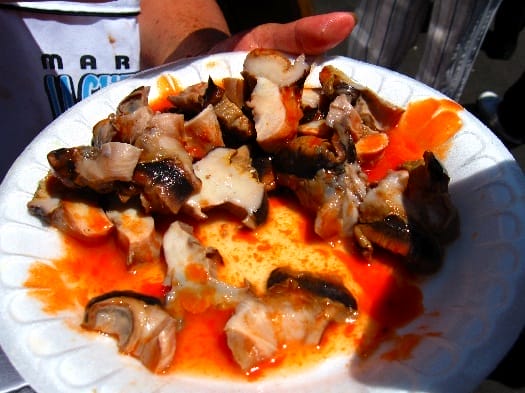 guerrerense-sea-snail guerrerense-sea-snail