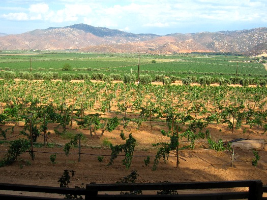 Vineyard Baja