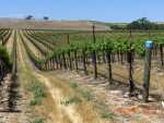 Four Sisters Ranch Vineyard