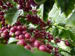 Good Land Organics Coffee Cherries