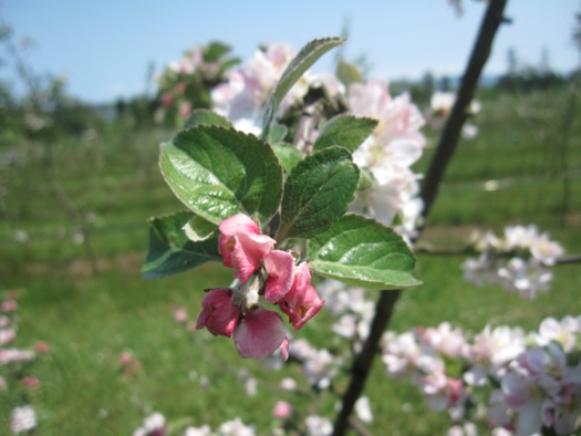 Apple Blossoms Victoria