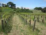 Bryan Hope Leads Sustainable Vine Wine Tours through Santa Barbara County Wine Country
