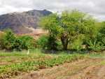 Kahumana Organic Farm & Cafe: Connecting Food and Community in Waianae