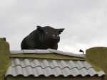 Carnitas Snack Shack Pig Figurine on Roof