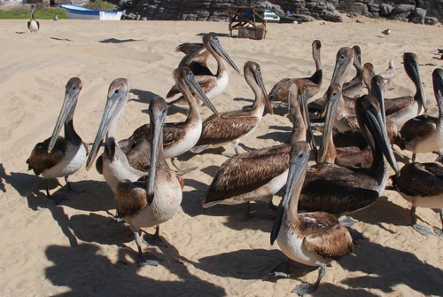 Pelicans Todos Santos