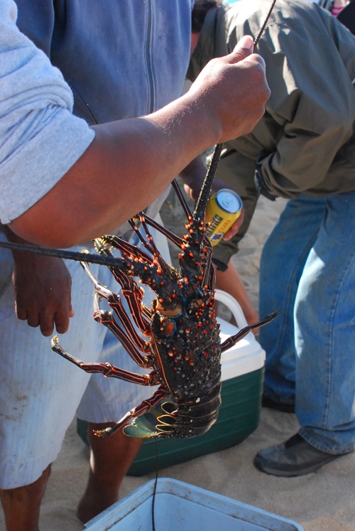 Lobster Todos Santos